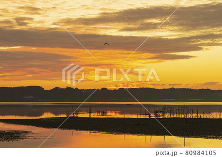 【千葉県】朝焼けの印旛沼（佐倉市臼井田付近） 80984105