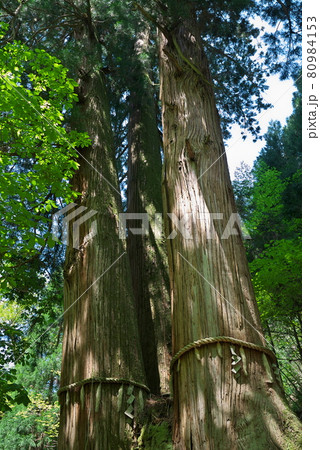 三本杉 花背 京都 三本杉 花背 京都 80984153