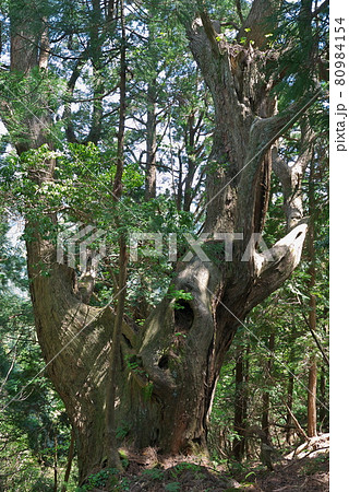 芦生杉　京都 80984154