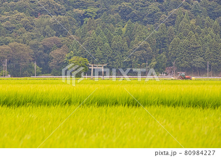 鳥居と田園風景 鳥居と田園風景 80984227