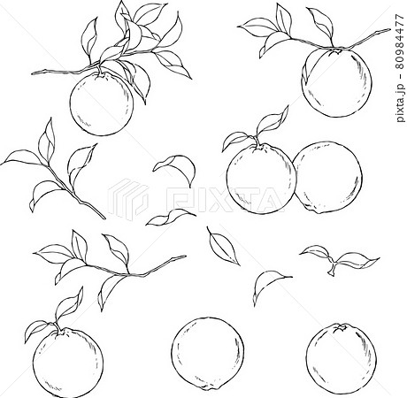 ペンで描いた柑橘のイラスト 80984477