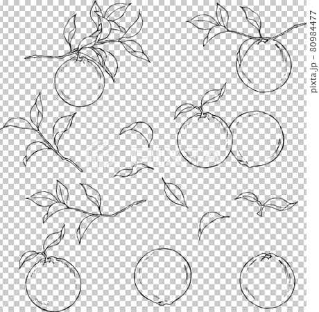ペンで描いた柑橘のイラスト 80984477