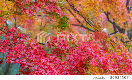 紅葉　テキストスペース　背景素材 80984507