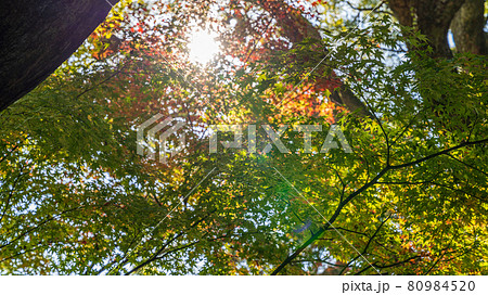 紅葉 テキストスペース 背景素材 紅葉 テキストスペース 背景素材 80984520