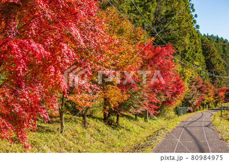 秋の碓氷峠　紅葉のアプトの道　 80984975