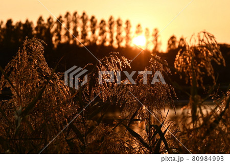 秋の夕暮れ 80984993