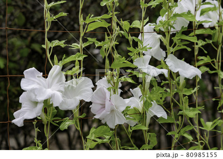 変化朝顔560 80985155