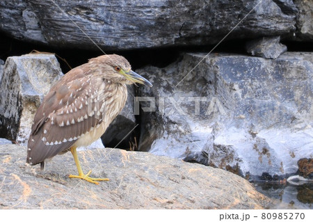 ホシゴイ ゴイサギの幼鳥 ホシゴイ ゴイサギの幼鳥 80985270