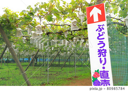 たわわに実ったぶどう園の風景　 80985784