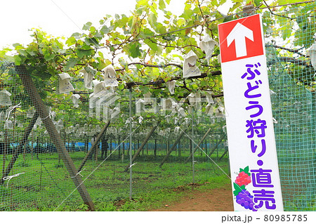 たわわに実ったぶどう園の風景　 80985785