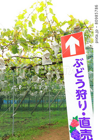 たわわに実ったぶどう園の風景　 80985786
