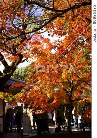 もみじの名所 京都の寺 もみじの名所 京都の寺 80986135