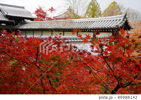 もみじの名所 京都の寺 もみじの名所 京都の寺 80986142