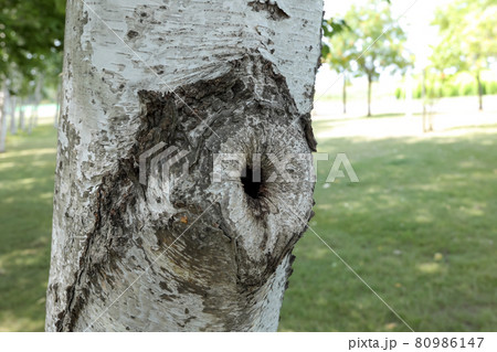 白樺,しらかば,樹木、木、北海道、樹皮、緑,新緑,自然, 植物, シラカバ, 公園、花粉 80986147