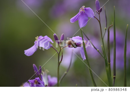 ムラサキハナナとミツバチ 80986348