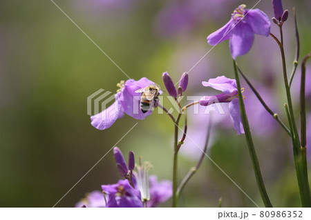 ムラサキハナナの花とミツバチ 80986352