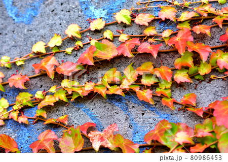 紅葉したツタ 紅葉したツタ 80986453
