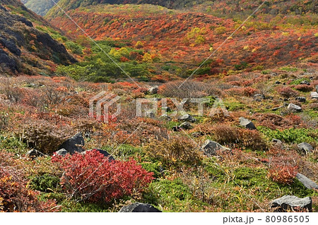 那須連山茶臼岳南側と日の出平東面の紅葉の森 80986505