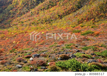 那須連山茶臼岳南側と日の出平東面の紅葉の森 80986517