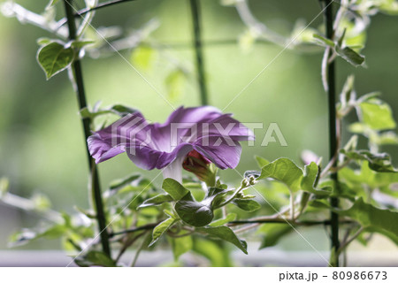 変化朝顔610 80986673