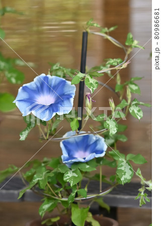 変化朝顔618 80986681