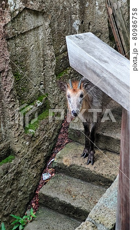 野生のニホンカモシカ 野生のニホンカモシカ 80986758