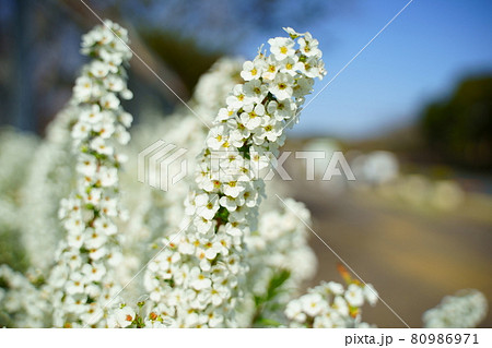 満開のゆきやなぎの一足早い雪 80986971