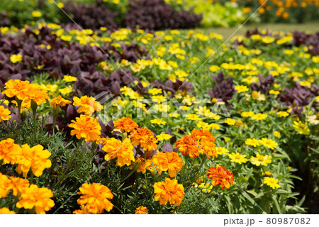 大阪府立花の文化園 大阪府立花の文化園 80987082