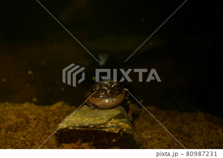 眠るイエアメガエルの太った二重あごがかわいい 眠るイエアメガエルの太った二重あごがかわいい 80987231