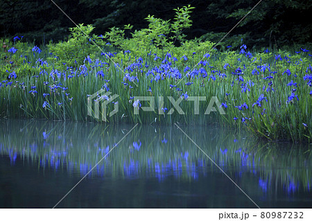 カキツバタ 80987232