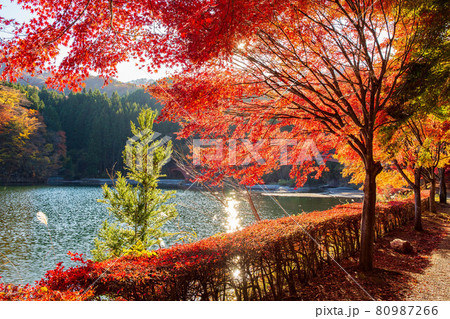 秋の碓氷峠　紅葉の碓氷湖 80987266