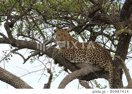 木の上のヒョウ 木の上のヒョウ 80987414