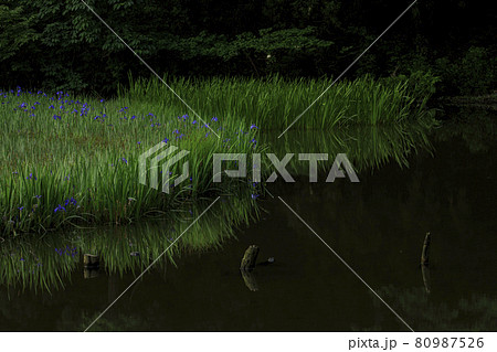 カキツバタ 80987526