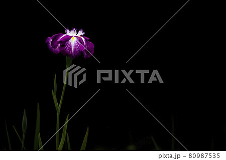 カキツバタ 80987535