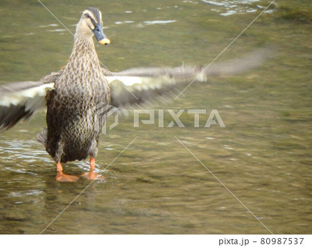 水浴びをして羽ばたく梅田川に居たカルガモ 80987537