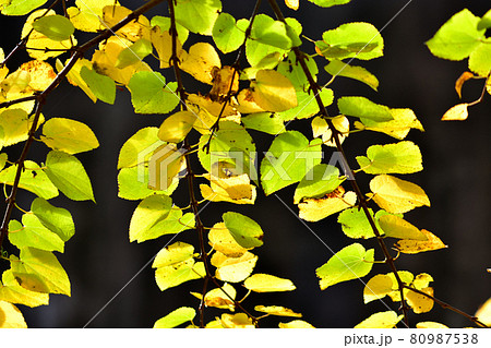 紅葉した桂の葉 紅葉した桂の葉 80987538
