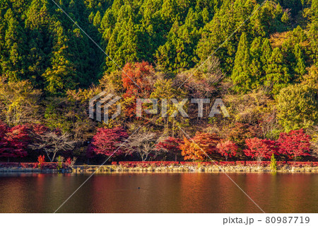 秋の碓氷峠 紅葉の碓氷湖 秋の碓氷峠 紅葉の碓氷湖 80987719