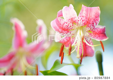 鹿の子百合 80987884