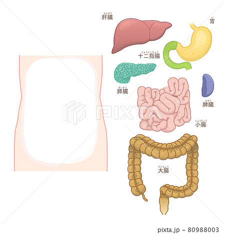 大腸 小腸 肝臓 胃 脾臓 膵臓のイラストのイラスト素材