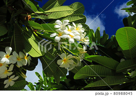 沖縄の青空と白いプルメリア 80988045