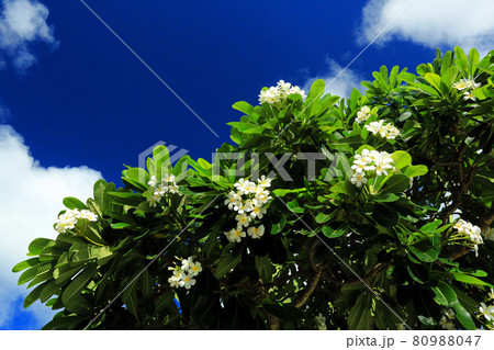 沖縄の青空と白いプルメリア 80988047