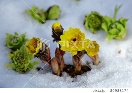 フクジュソウ 80988174