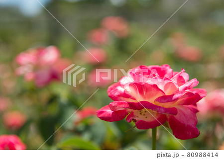 長居植物園 80988414