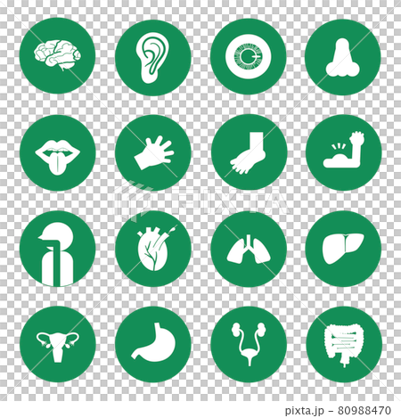 五臟六腑 圖標 Icon 80988470