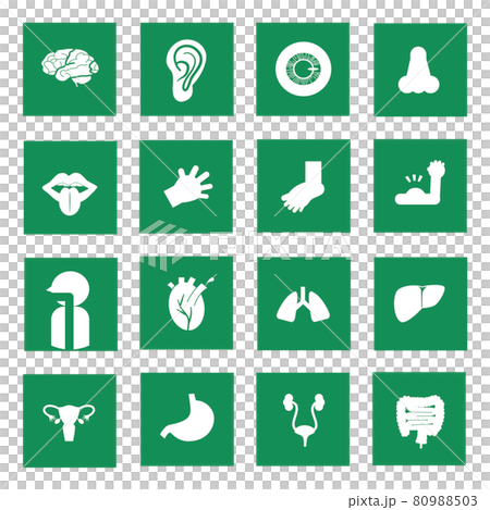 五臟六腑 圖標 Icon 80988503