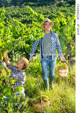 Young man and woman picking harvest of green grape 80988641