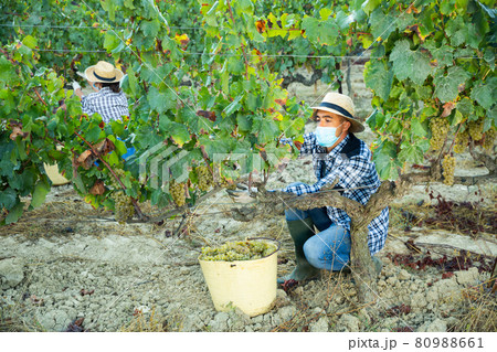 Man proffesional gardener in medical mask during harvesting of grape 80988661