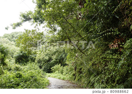 小網代の森(夏) 小網代の森(夏) 80988662