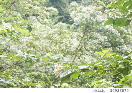 小網代の森（夏） 80988679