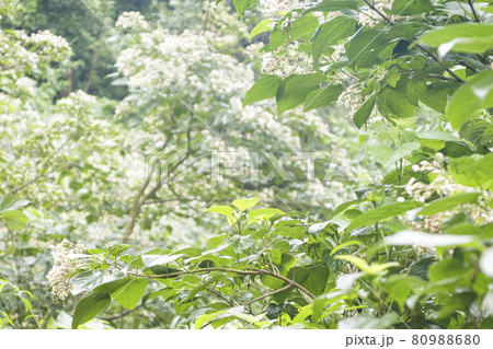 小網代の森（夏） 80988680